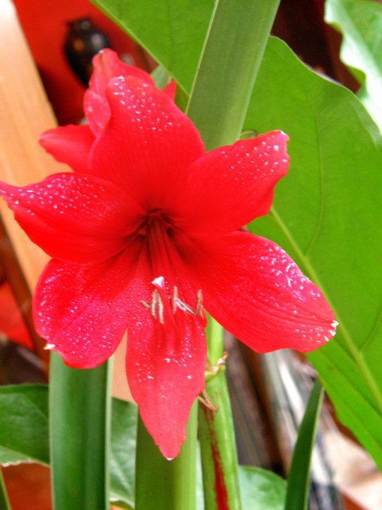Red%20Lilly%20Flower%20Bulbs%201%20Fresh%20Bulb%20-%20Image%202