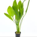 Amazon Sword / Echinodorus Grisebachii Aquarium plant. 