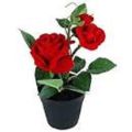 Red Rose Plants. 
