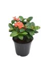 Ixora  - Plant (Best for Seed, Home and Garden). 