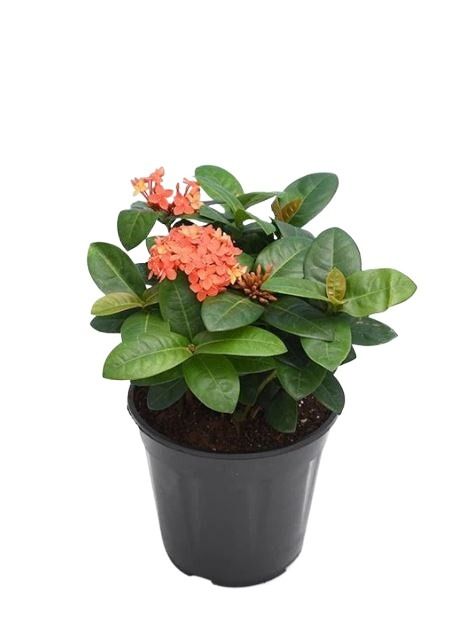 Ixora  - Plant (Best for Seed, Home and Garden)