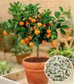 Bonsai Orange Fruit Tree Seeds. 