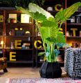 indoor Elephant Ears Plant seeds  10pcs. 