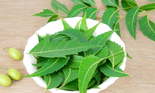 Neem Leaves - 50 Grams