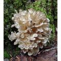 Hen of the Woods Mushroom 250 Grams. 
