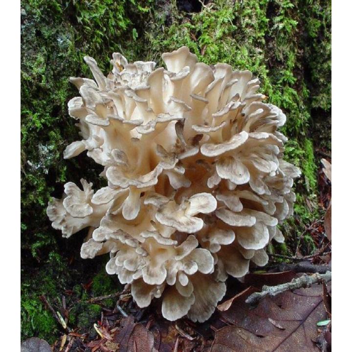 Hen of the Woods Mushroom 250 Grams