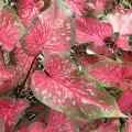 Pink Hosta Plant Seeds. 
