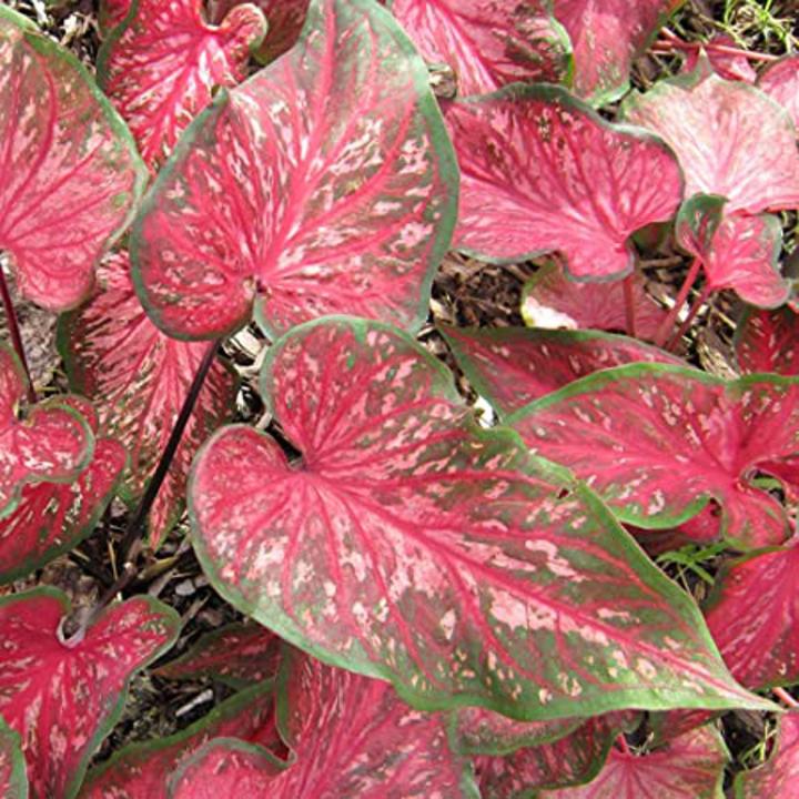 Pink Hosta Plant Seeds