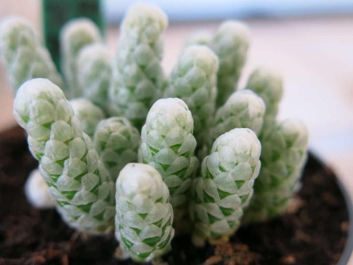 Qty%2020+%20Fresh%20Cactus%20Seeds%20Different%20Species%20Mix%20Star%20Cactus%20Succulent%20Plant%20-%20Image%205