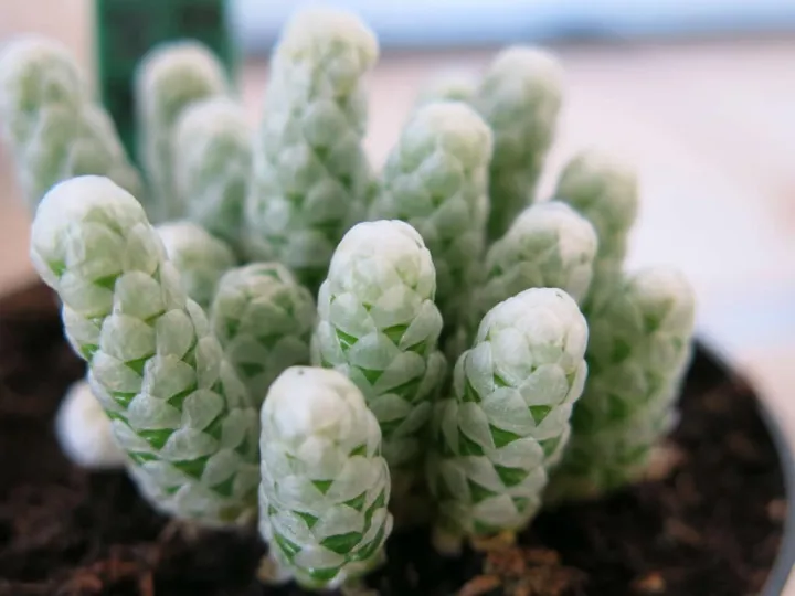 Qty%2020+%20Fresh%20Cactus%20Seeds%20Different%20Species%20Mix%20Star%20Cactus%20Succulent%20Plant%20-%20Image%205