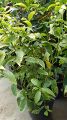 Raat Ki Rani Live Plant. 