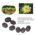 Lotus Plant Seeds, Lotus Seeds Full Sun for Balcony Vegetable Gardens. 