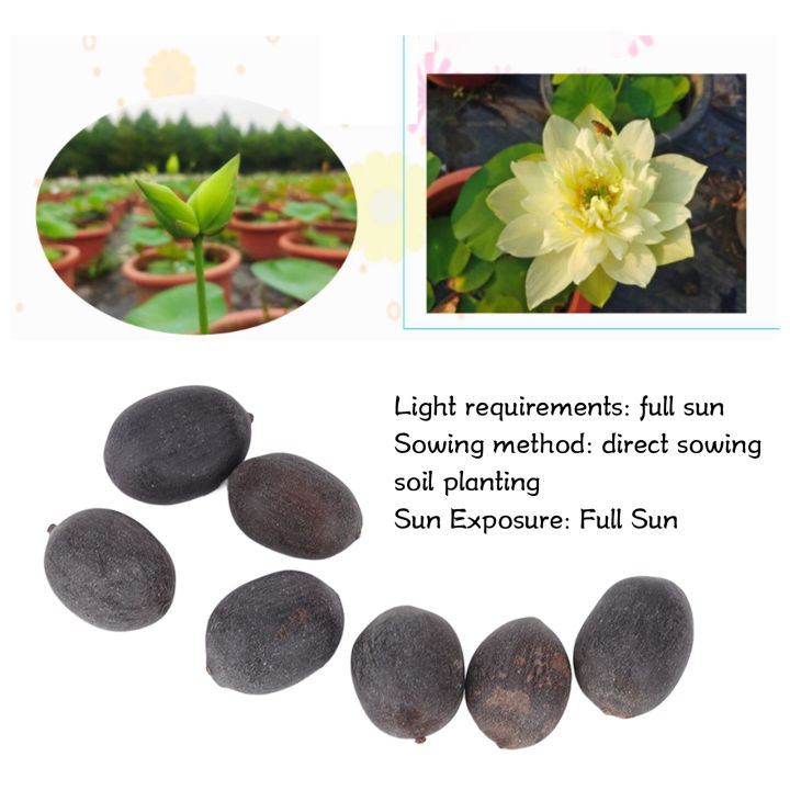 Lotus%C2%A0Plant%20Seeds,%20Lotus%C2%A0Seeds%20Full%C2%A0Sun%20for%20Balcony%20Vegetable%20Gardens%20-%20Image%203
