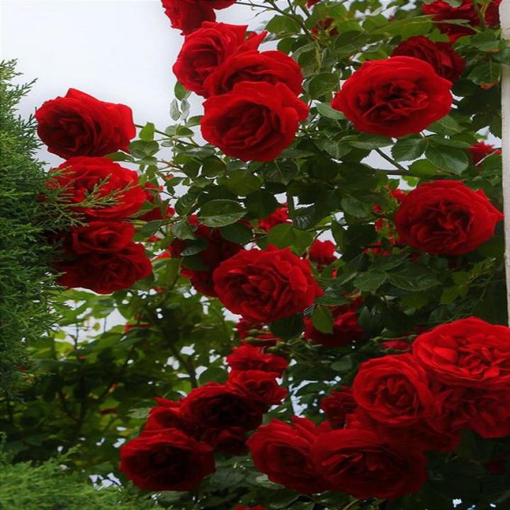 Red Rose Flower Seeds