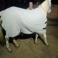 Fleece horse rugs for winter. 