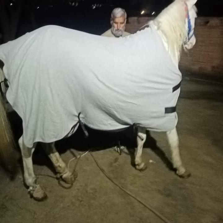 Fleece horse rugs for winter