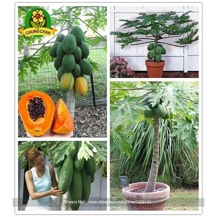 Bonsai Papaya Tree Seeds