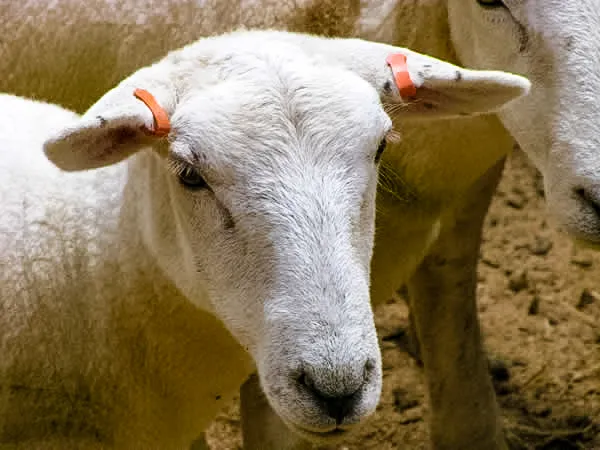 Animal%20Ear%20Tag%20for%20Live%20Stock%20identification%20for%20Sheep,%20Goat%20and%20Cattle%20(50%20pcs)%20-%20Image%204