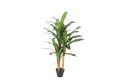 Imported artificial  Dracaena Plant with black Planter. 