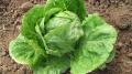 Lettuce Iceberg – Premium Seeds for Home Garden & Salads. 