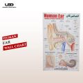 Human Ear Wall chart for Class rooms Decoration | HD Picture Presentation on 200 gram Laminated card 23*36 inches. 