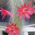 Monkey Tail Cactus (Hildewintera colademononis) Potted Plant l Succlents and Cactus by Aroid House. 