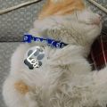 Cat tag-  pet animal collar tag- with custom name- size 2 inches- resin art- with custom text. 