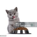 Proline adult cat food 1.2kg. 
