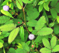 Touch me not , Mimosa , Sensitive plant seeds. 