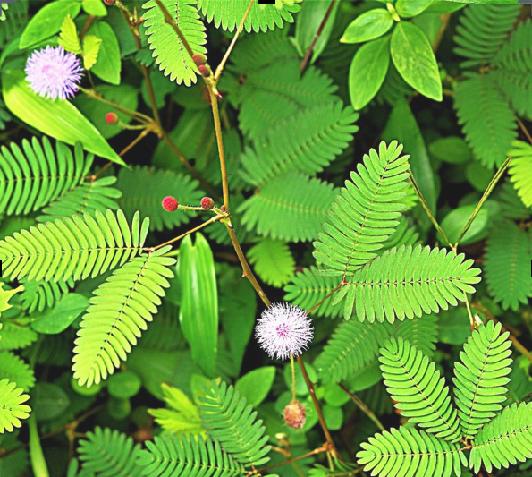 Touch me not , Mimosa , Sensitive plant seeds