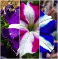Petunia Nana Compacta Stars Mixed - Home Gardening Flower Seeds. 