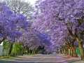 Jacaranda Tree Seeds - Flower Tree. 