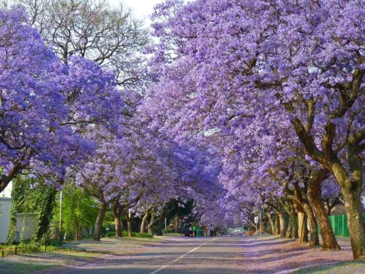 20+%20Jacaranda%20Tree%20Seeds%20Flower%20Tree%20-%20Image%205