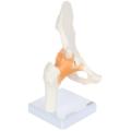 IBEX SCIENCES Life Size Hip Bone Anatomy Pelvis Model with Flexible Ligaments and Bony Landmarks – Realistic Design, Includes Base and Product Manual, Medical Joint Holder Anatomy Life Size. 