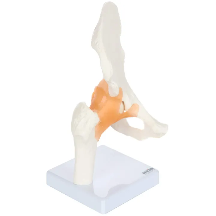 IBEX%20SCIENCES%20Life%20Size%20Hip%20Bone%20Anatomy%20Pelvis%20Model%20with%20Flexible%20Ligaments%20and%20Bony%20Landmarks%20%E2%80%93%20Realistic%20Design,%20Includes%20Base%20and%20Product%20Manual,%20Medical%20Joint%20Holder%20Anatomy%20Life%20Size%20-%20Image%203