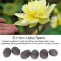 Lotus Plant Seeds, Lotus Seeds Full Sun for Balcony Vegetable Gardens. 