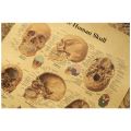 The Head Skull Diagram Vintage Medical Poster Decoration Posters Stickers Home Decor Wall Art Kraft Paper Wall Sticker. 
