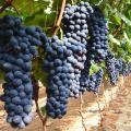 Grape Seeds Black Large imported the best seeds in Pakistan. 
