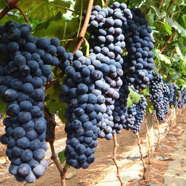 Grape Seeds Black Large imported the best seeds in Pakistan