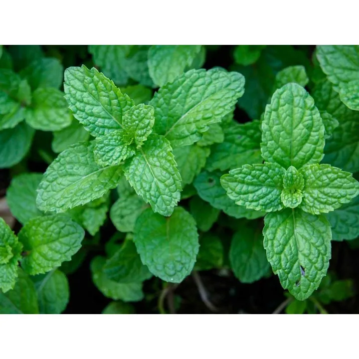 Podina%20Peppermint%20Mint%20Round%20Leaves%20Herb%20Kitchen%20Gardening%20Seeds%20-%20Image%205