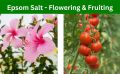 Epsom Salt 5 kg for Plant Growth & Development | Contains Magnesium Sulfate Water Soluble Plant Fertilizer | Prevents yellowing of leaves | Promotes bountiful blooms | tasty fruits and plant. 