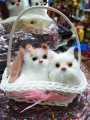 Cats Gift Pack , 2 Cute Cats in Basket with Meowing Sound, Perfect Gift. 