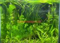 Dwarf Sagittaria / Sagg Aquarium Plant, low tech best for carpeting plant. 