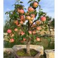Dwarf Apple Tree Seeds Small Fruit Tree Seeds Low Height Apple Plant Seeds for Home Garden. 