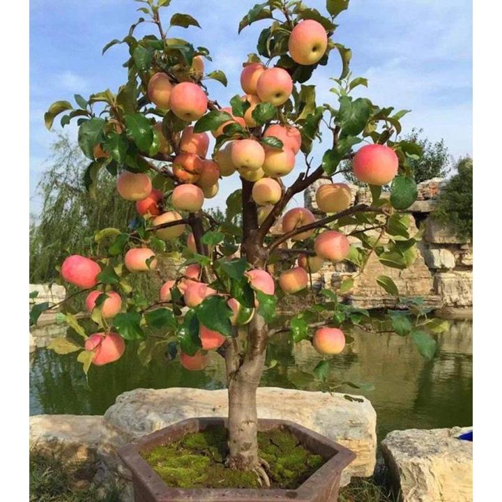 Dwarf Apple Tree Seeds Small Fruit Tree Seeds Low Height Apple Plant Seeds for Home Garden