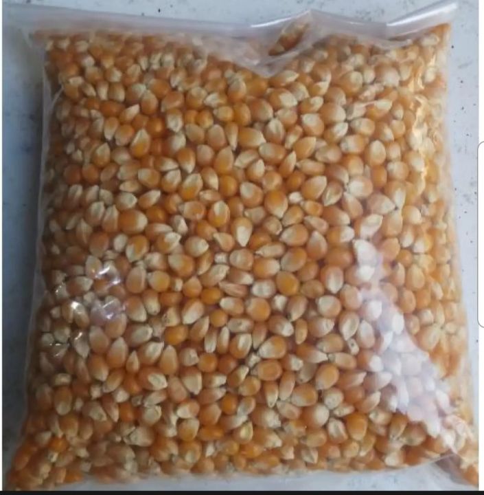 Popcorn%201%20kg%20Raw%20Material%20Phulla%20makai%20maize%20pop%20corn%20-%20Image%204