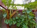 Tar / Kakri (Armenian Cucumber) Seeds - Summer Vegetable Seeds. 