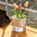 Self Watering Pots for Indoor & Outdoor Plants -Square Shape Elegant Design - Home Decor (Pack Of 1). 