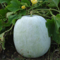 Ash gourd Seeds 20 seeds - Petha Kaddu for Kitchen Gardening By Moji Mall. 