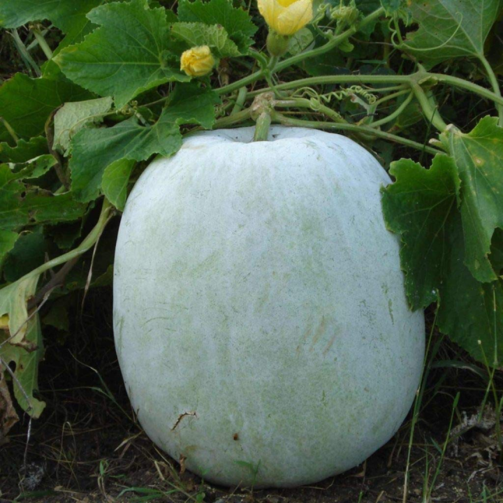 Ash gourd Seeds 20 seeds - Petha Kaddu for Kitchen Gardening By Moji Mall